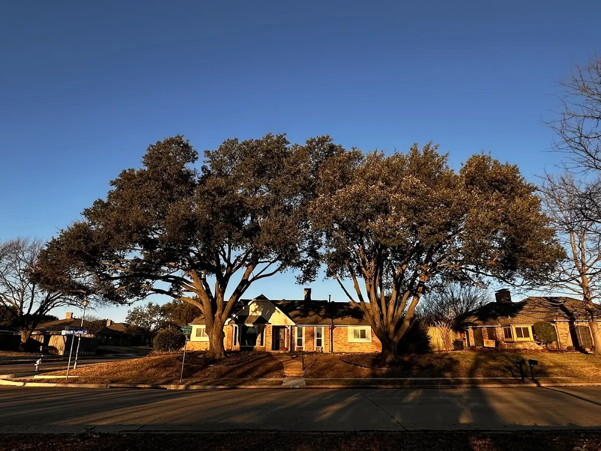 Established residential canopy tree shading a home in Loco Hills